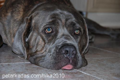 nika Dişi Napoliten Mastiff