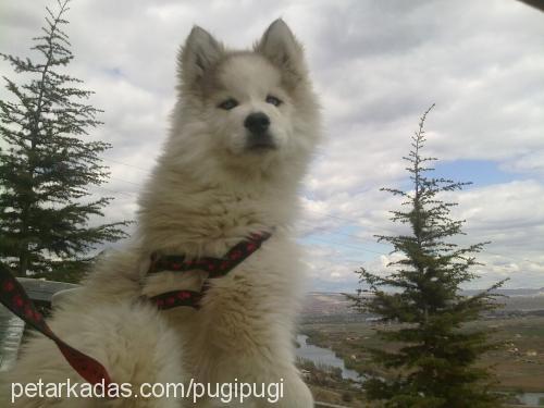 pugi Erkek Alaskan Malamute