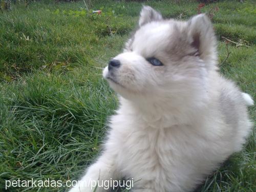 pugi Erkek Alaskan Malamute