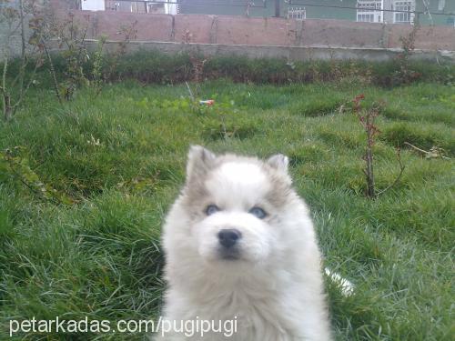 pugi Erkek Alaskan Malamute