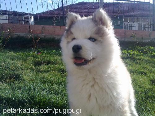 pugi Erkek Alaskan Malamute