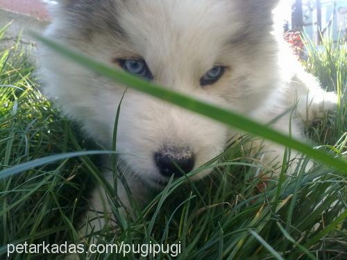 pugi Erkek Alaskan Malamute