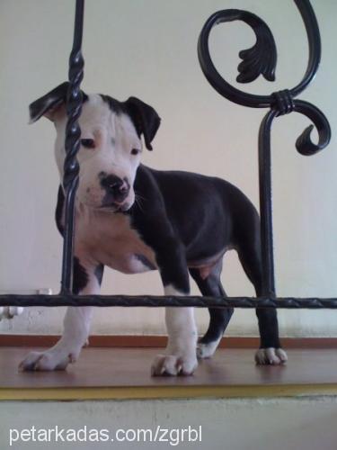 efe Erkek Amerikan Staffordshire Terrier