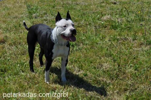 efe Erkek Amerikan Staffordshire Terrier