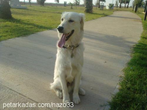 şımarık Erkek Golden Retriever