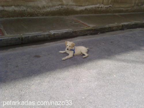 şımarık Erkek Golden Retriever