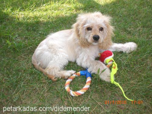 betty Dişi Amerikan Cocker Spaniel