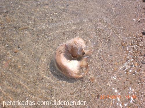 betty Dişi Amerikan Cocker Spaniel