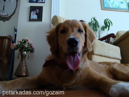 maya Dişi Golden Retriever