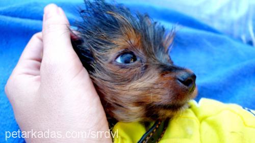 chico Erkek Yorkshire Terrier