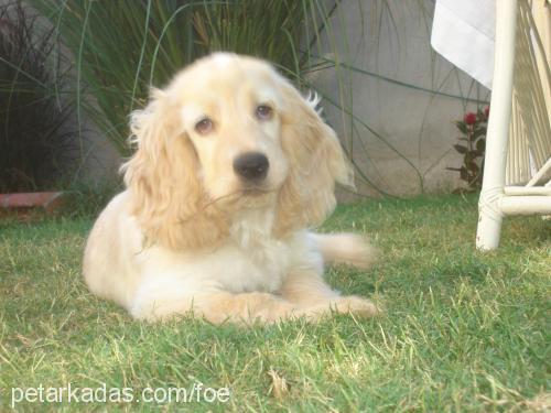 köpük Erkek İngiliz Cocker Spaniel