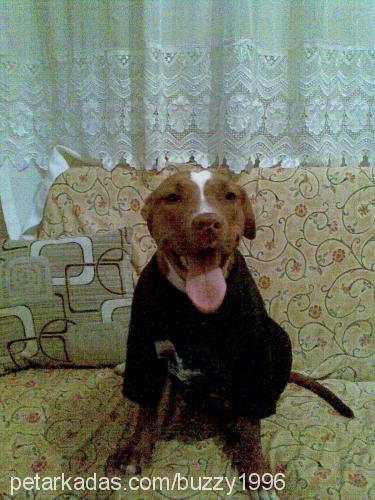 lusi Dişi Amerikan Pitbull Terrier