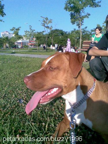 lusi Dişi Amerikan Pitbull Terrier