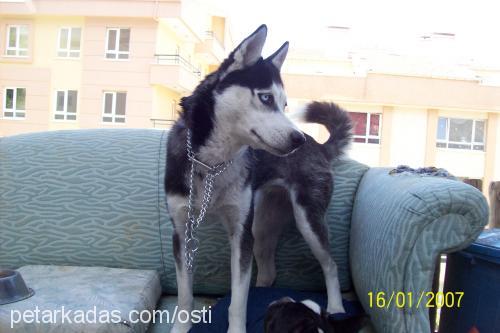 kontes Dişi Sibirya Kurdu (Husky)