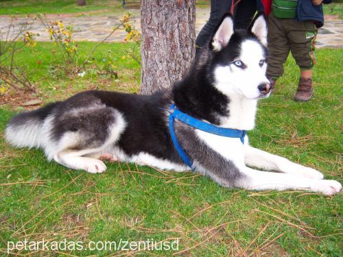 vincent Erkek Sibirya Kurdu (Husky)