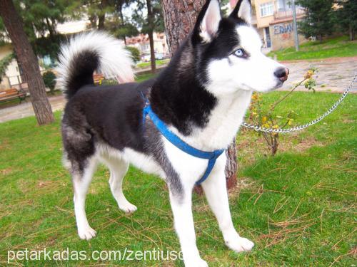 vincent Erkek Sibirya Kurdu (Husky)