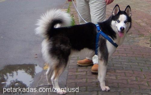 vincent Erkek Sibirya Kurdu (Husky)