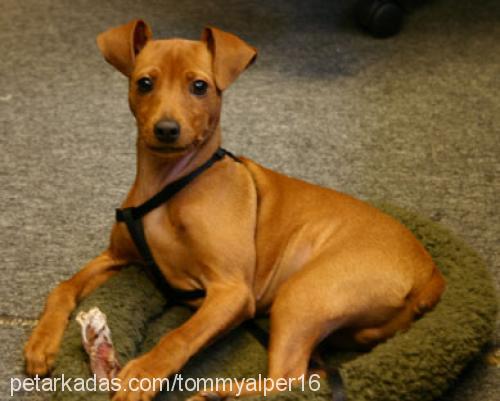 tommy Erkek Minyatür Pinscher