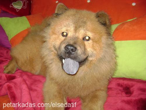 lucky Erkek Chow Chow