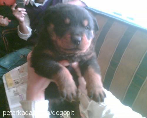 katja Dişi Rottweiler