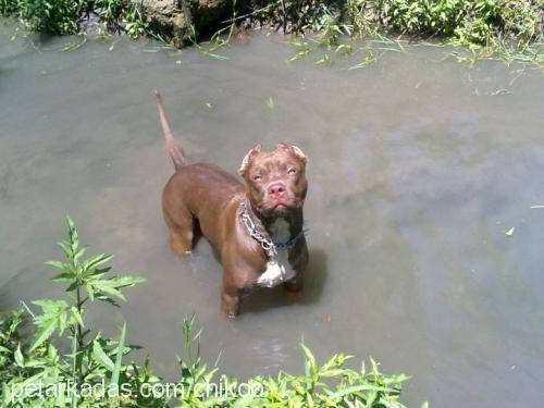 chiko Erkek Amerikan Staffordshire Terrier