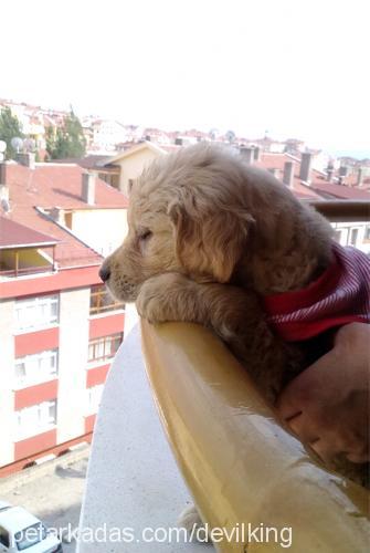 paŞa Erkek Golden Retriever