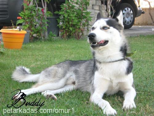 buddy Erkek Sibirya Kurdu (Husky)