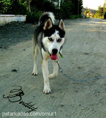 buddy Erkek Sibirya Kurdu (Husky)