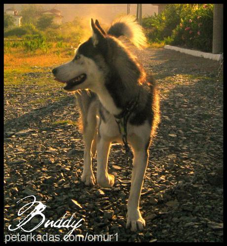 buddy Erkek Sibirya Kurdu (Husky)