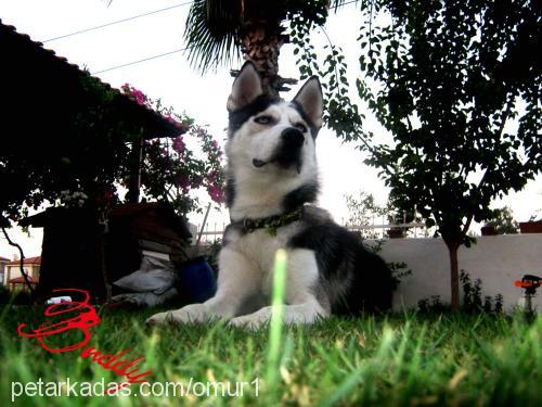 buddy Erkek Sibirya Kurdu (Husky)