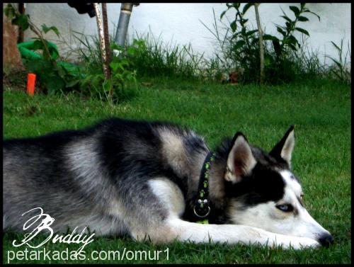 buddy Erkek Sibirya Kurdu (Husky)