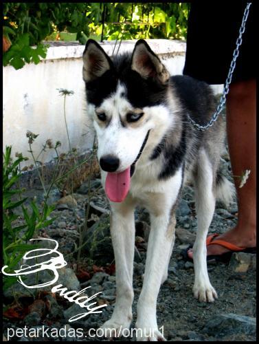 buddy Erkek Sibirya Kurdu (Husky)