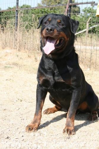 devİl Erkek Rottweiler