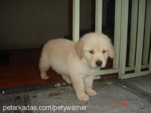 lola Dişi Golden Retriever