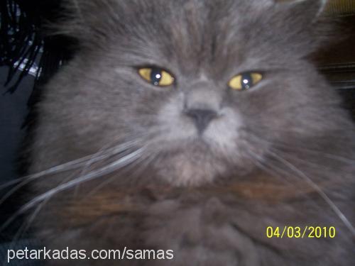 samaŞ Erkek British Shorthair