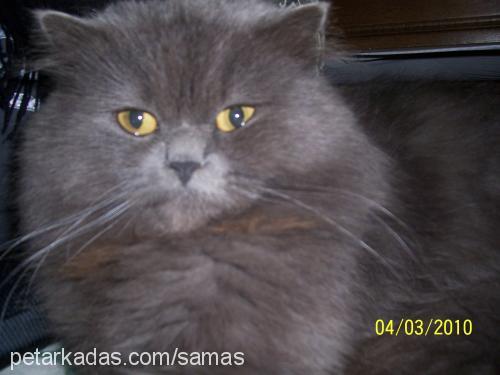 samaŞ Erkek British Shorthair