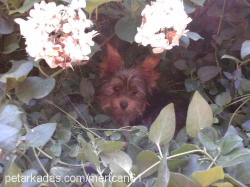 tyson Erkek Yorkshire Terrier