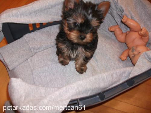 tyson Erkek Yorkshire Terrier