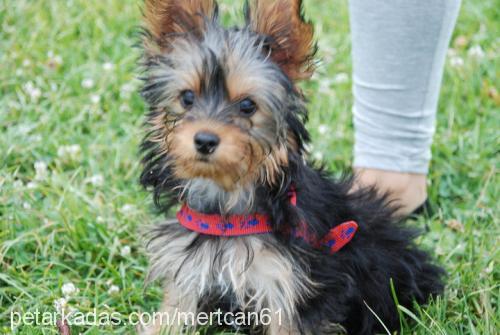 tyson Erkek Yorkshire Terrier