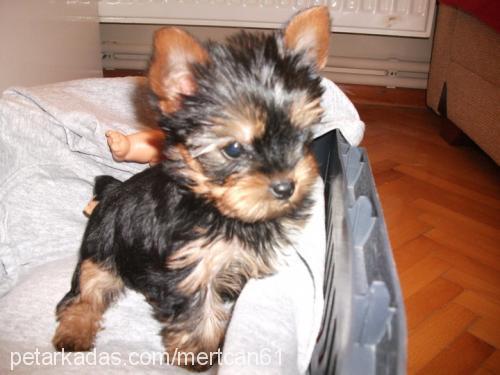 tyson Erkek Yorkshire Terrier