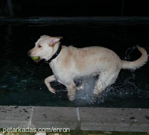 sütlaç Dişi Labrador Retriever