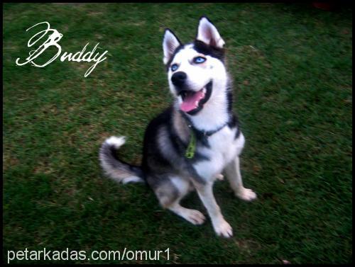 buddy Erkek Sibirya Kurdu (Husky)