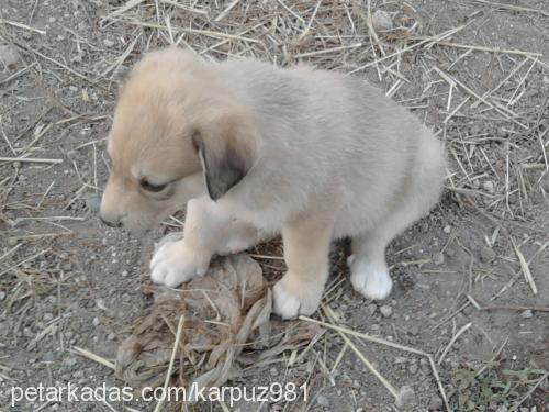 pamuk Erkek Golden Retriever