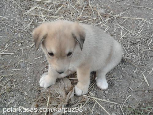 pamuk Erkek Golden Retriever