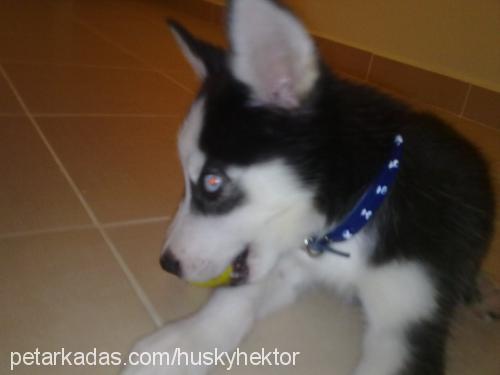 whisky Erkek Sibirya Kurdu (Husky)