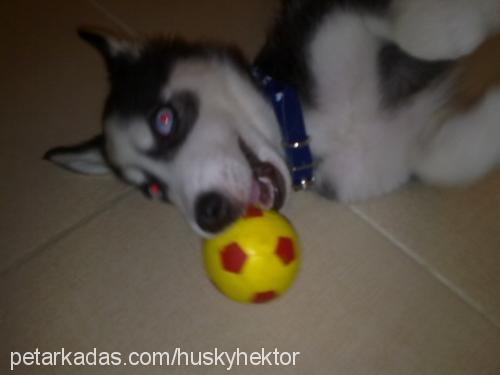 whisky Erkek Sibirya Kurdu (Husky)