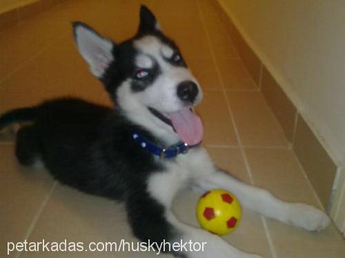 whisky Erkek Sibirya Kurdu (Husky)