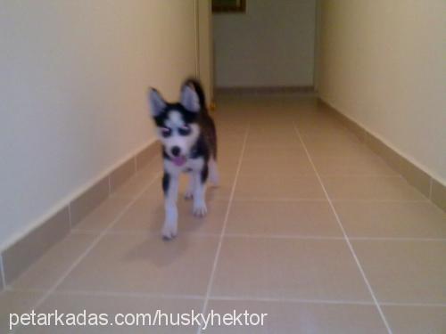 whisky Erkek Sibirya Kurdu (Husky)