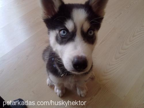 whisky Erkek Sibirya Kurdu (Husky)