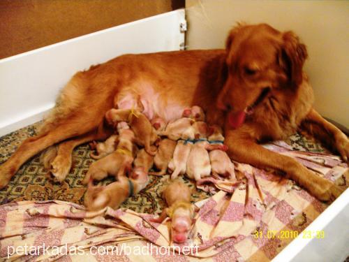 bebişler Erkek Golden Retriever